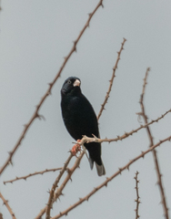 Vidua chalybeata