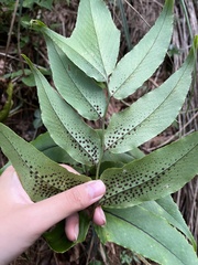 Cyrtomium anomophyllum