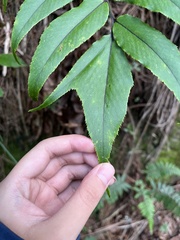 Cyrtomium anomophyllum