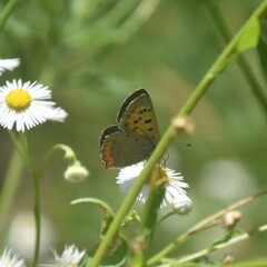 Lycaena phlaeas