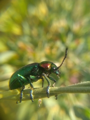 Chrysomelidae