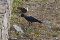 Corvus cornix