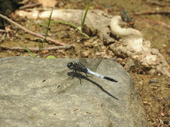 Orthetrum albistylum speciosum