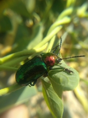 Chrysomelidae