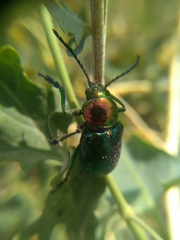 Chrysomelidae