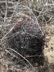 Echinomastus erectocentrus