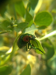 Chrysomelidae