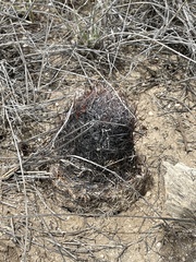 Echinomastus erectocentrus