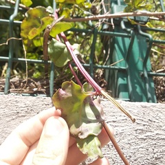 Anredera cordifolia