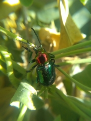 Chrysomelidae