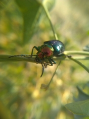 Chrysomelidae