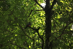 Trogon massena