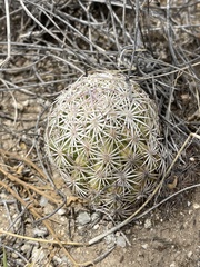 Echinomastus erectocentrus