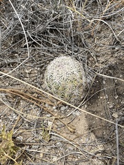 Echinomastus erectocentrus