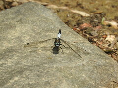 Orthetrum albistylum speciosum