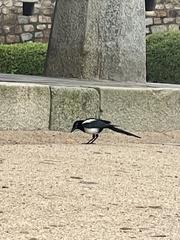 Pica serica
