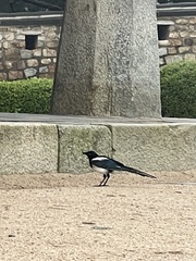 Pica serica