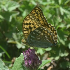 Argynnis kamala