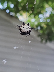 Gasteracantha cancriformis