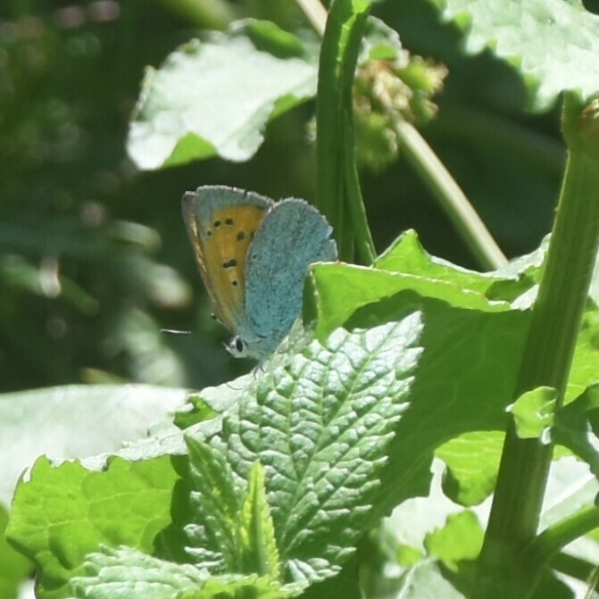 green copper