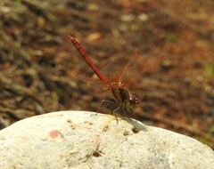 Sympetrum striolatum imitoides