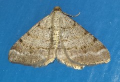 Macaria signaria