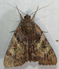 Catocala muliercula