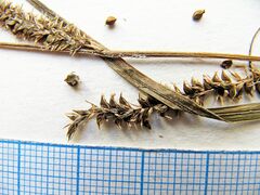 Carex dispalata