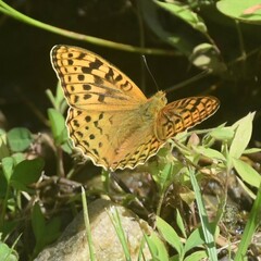 Argynnis kamala
