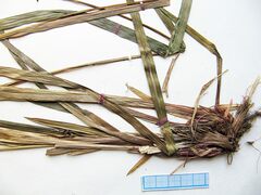 Carex dispalata