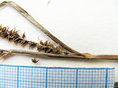 Carex dispalata