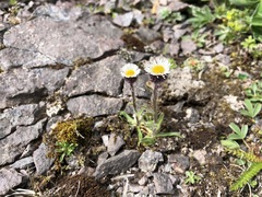 Erigeron humilis