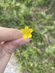 Dasiphora parvifolia