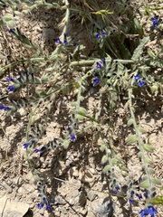 Anchusa hybrida