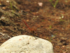 Sympetrum striolatum imitoides