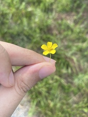 Dasiphora parvifolia