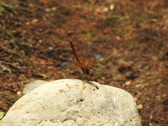 Sympetrum striolatum imitoides