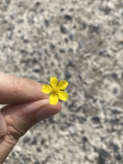 Dasiphora parvifolia