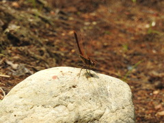 Sympetrum striolatum imitoides