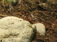 Sympetrum striolatum imitoides
