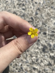 Dasiphora parvifolia