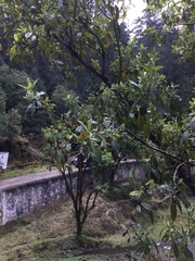 Prunus serotina capuli