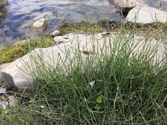 Equisetum variegatum variegatum