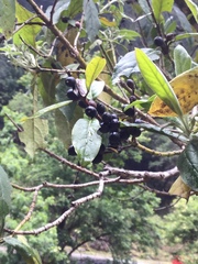 Prunus serotina capuli