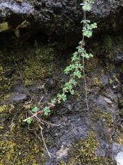 Alchemilla procumbens