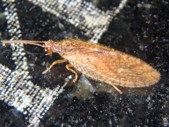 Micromus angulatus