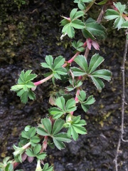 Alchemilla procumbens