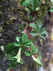 Alchemilla procumbens