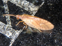 Micromus angulatus