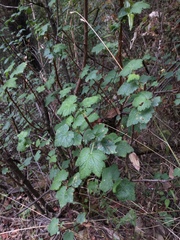Ribes ciliatum